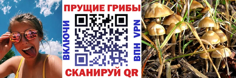 shop какой сайт  Сенгилей  Галлюциногенные грибы прущие грибы 